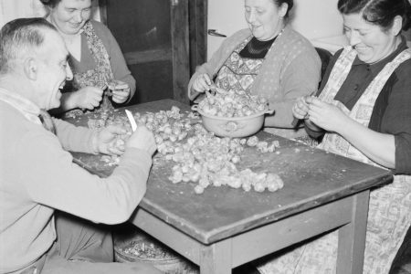 Landwirtschaft _Rosenkohl_Sprute